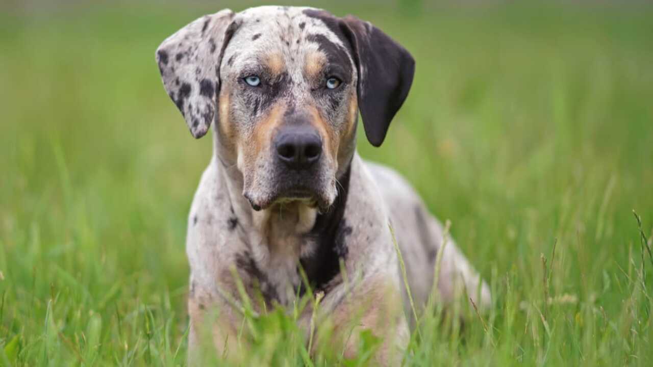 How To Properly Handle An Aggressive Catahoula Leopard Dog