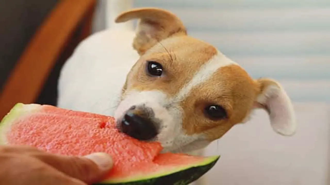 How To Safely Feed Watermelon To Your Dog