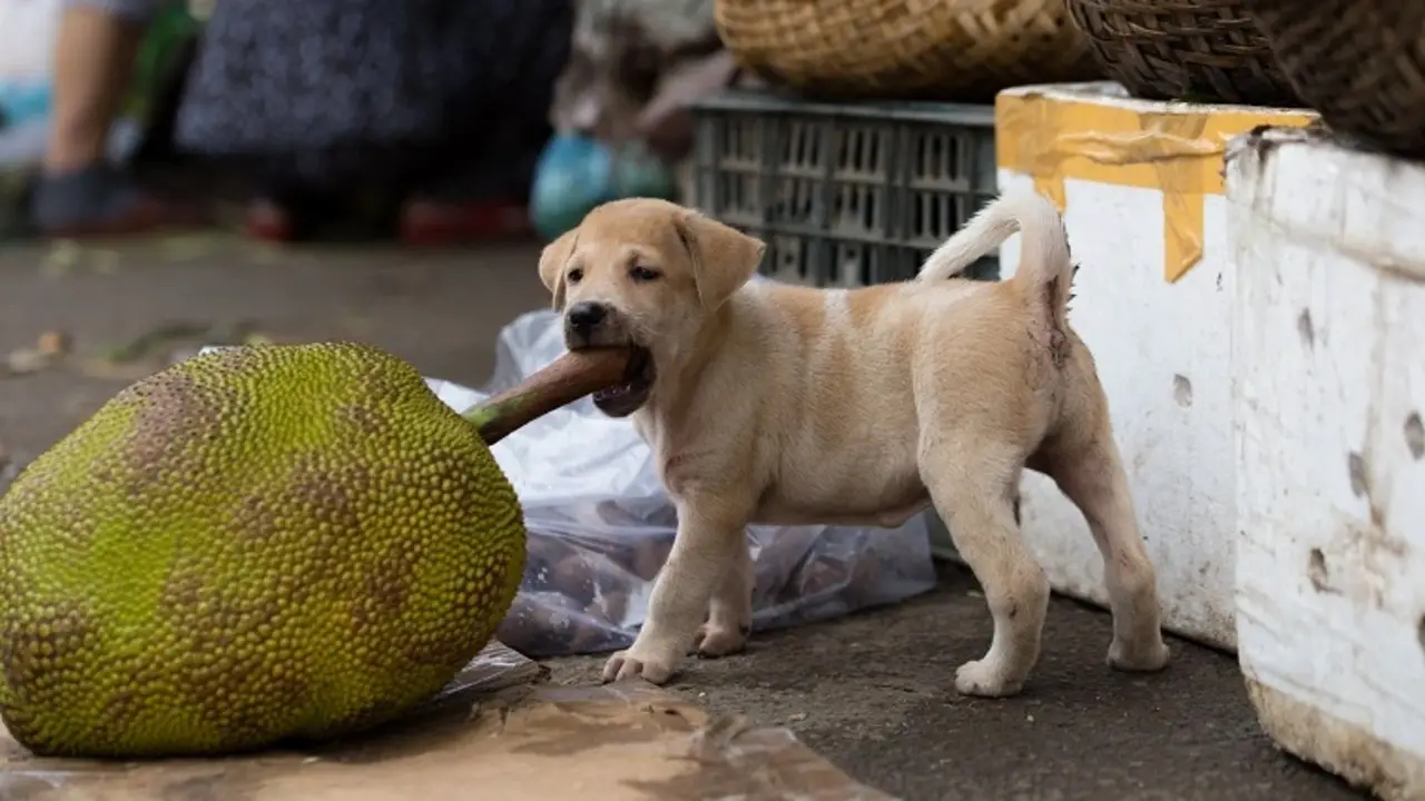 How To Safely Introduce Jackfruit Into A Dog's Diet
