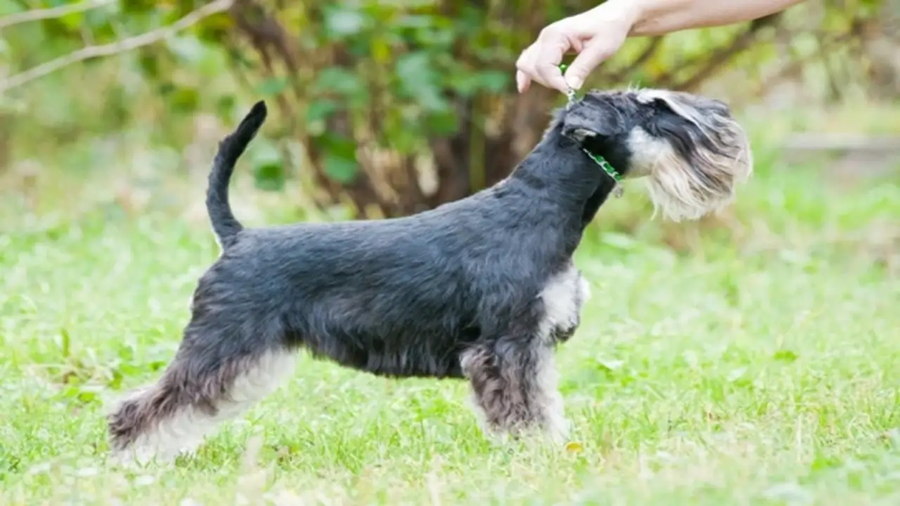 How To Shave Your Schnauzer And Get The Desired Look