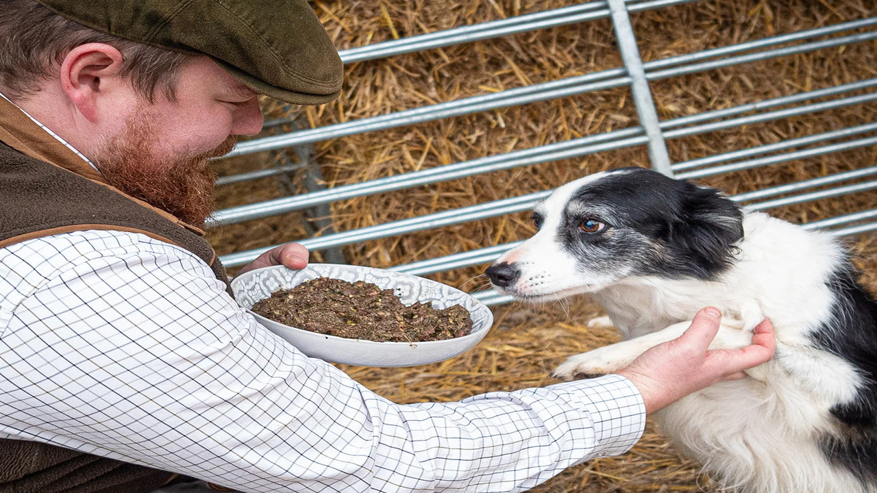 How To Transition To New Dog Food