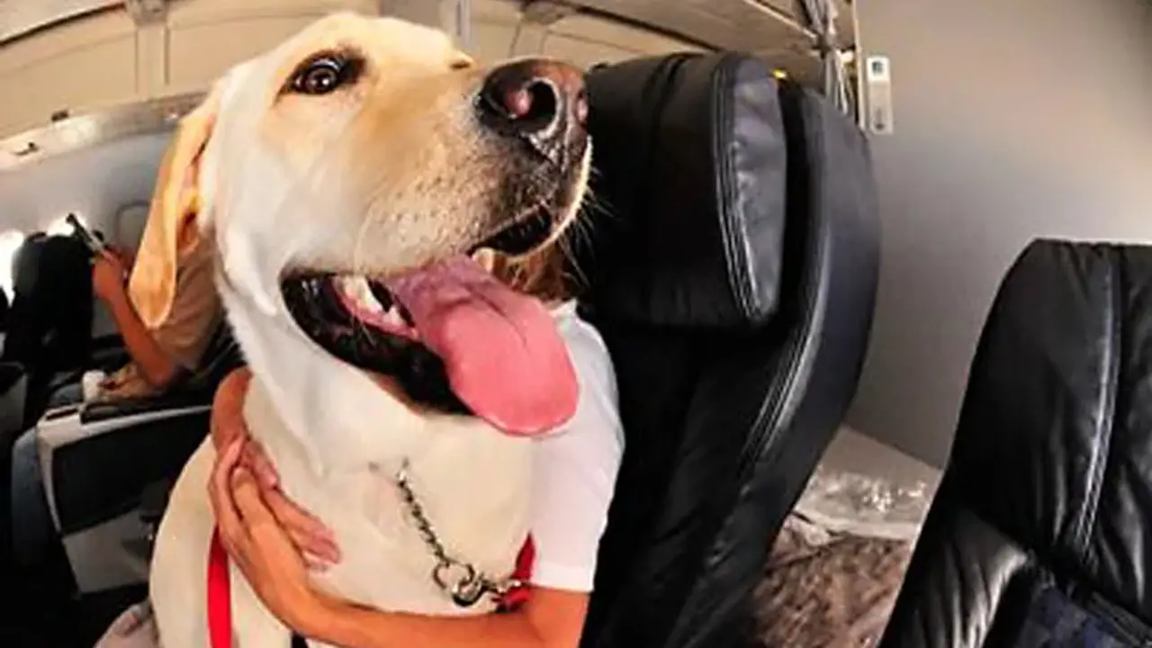 How To Verify Your Service Dog With An Airline