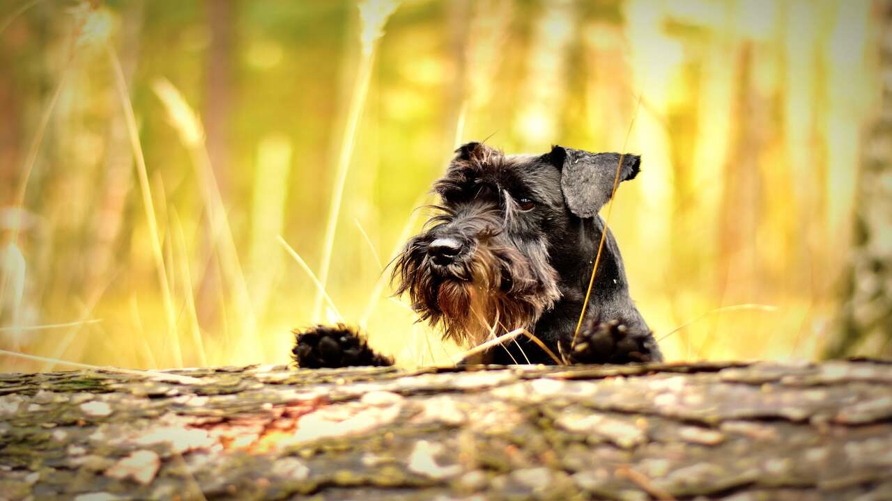 How Your Schnauzer Shows Its Love Through Play
