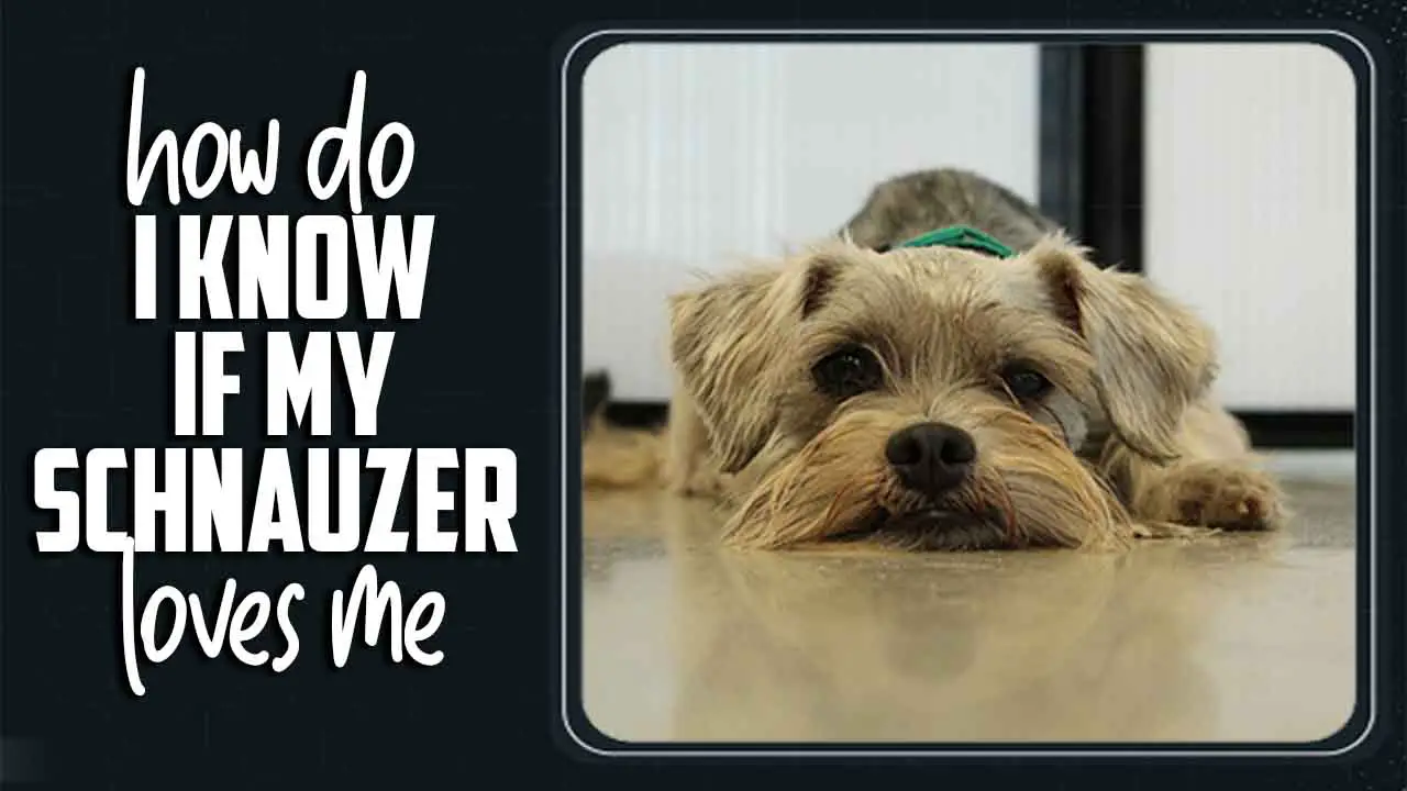 How Do I Know If My Schnauzer Loves Me