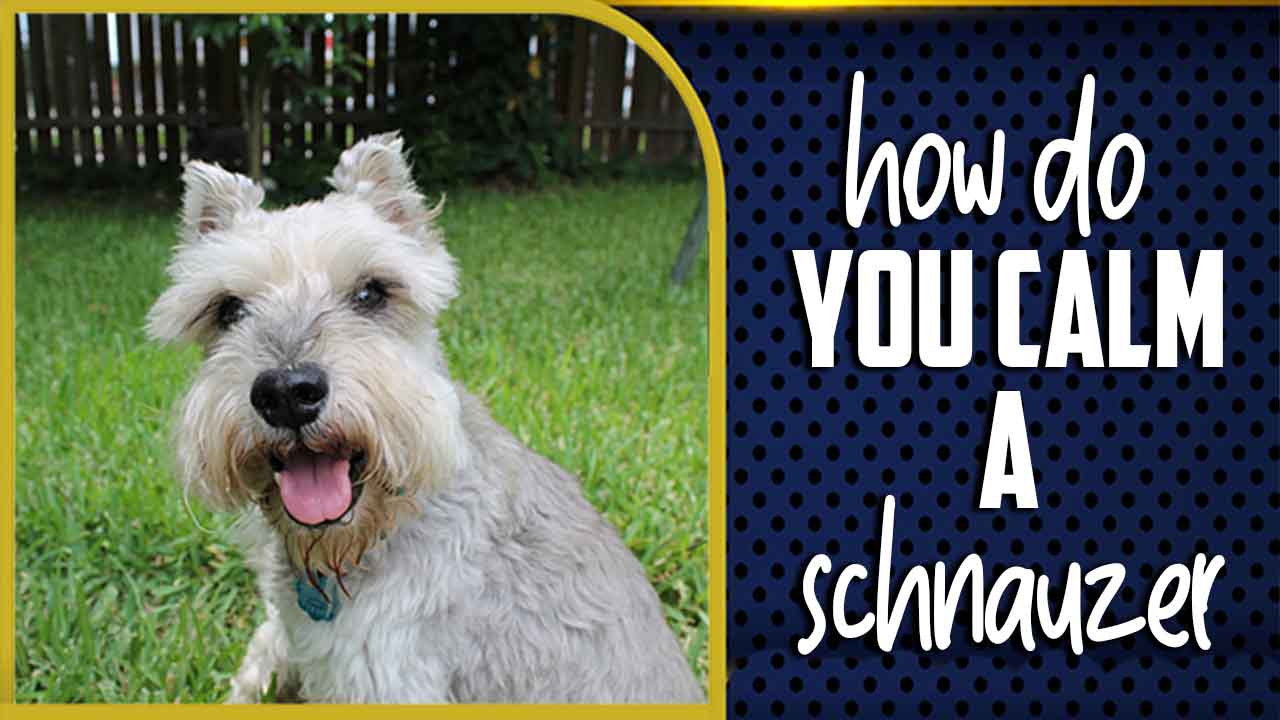 How Do You Calm A Schnauzer