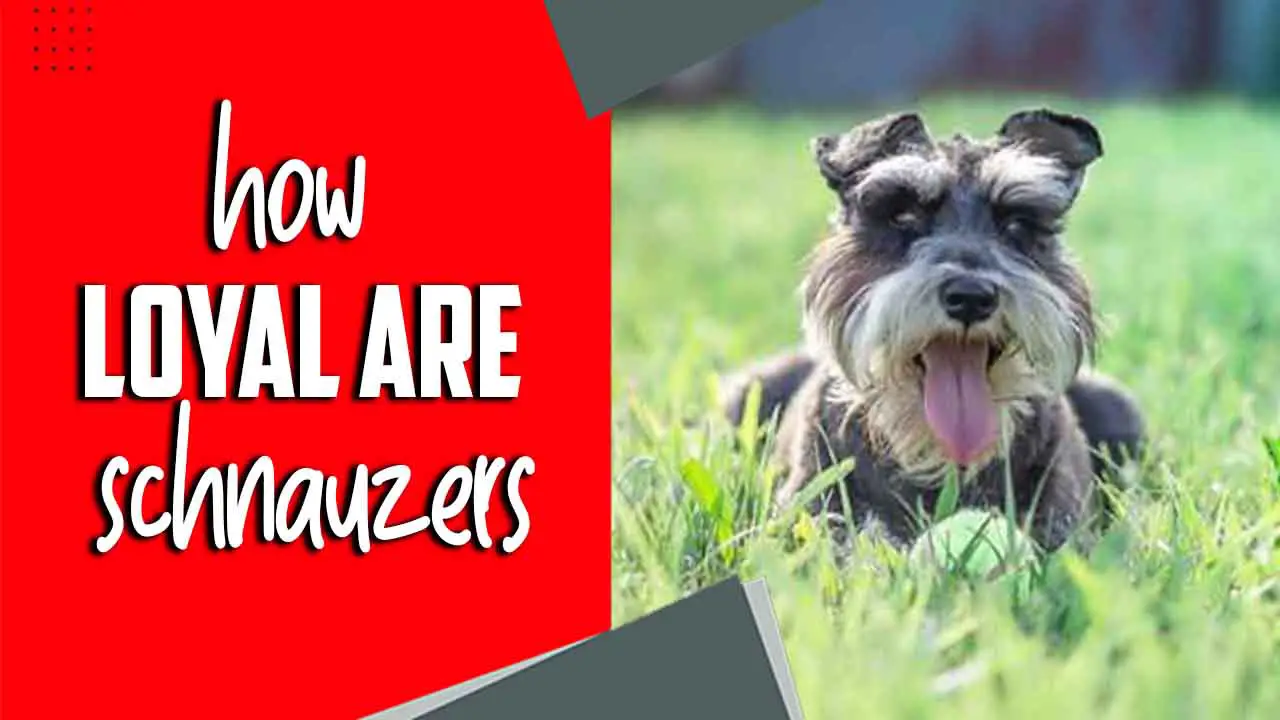 How loyal are Schnauzers
