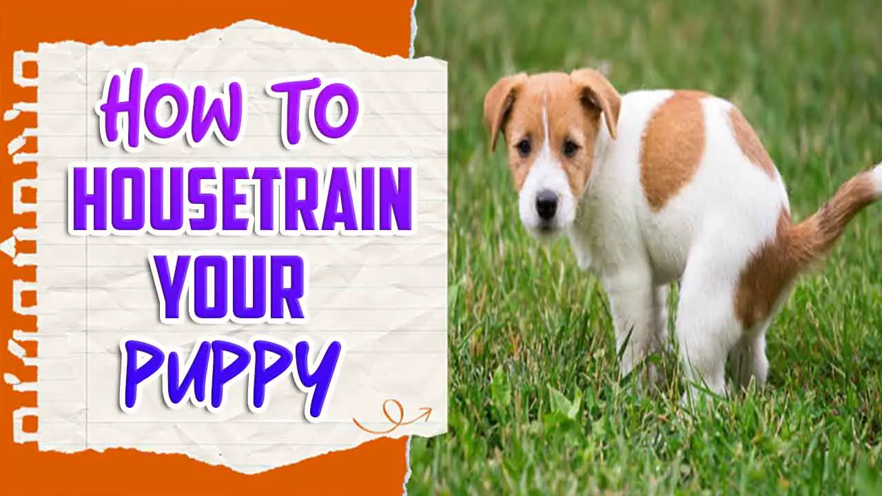 How To House Train Your Puppy