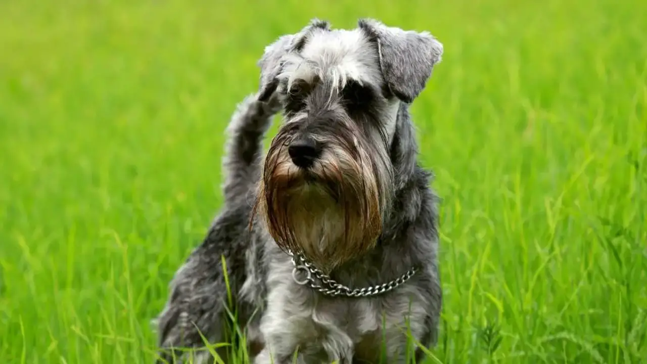 Identifying The Reasons Why Are Schnauzers Loud