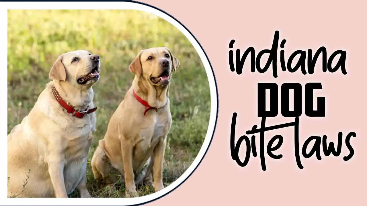 Indiana Dog Bite Laws