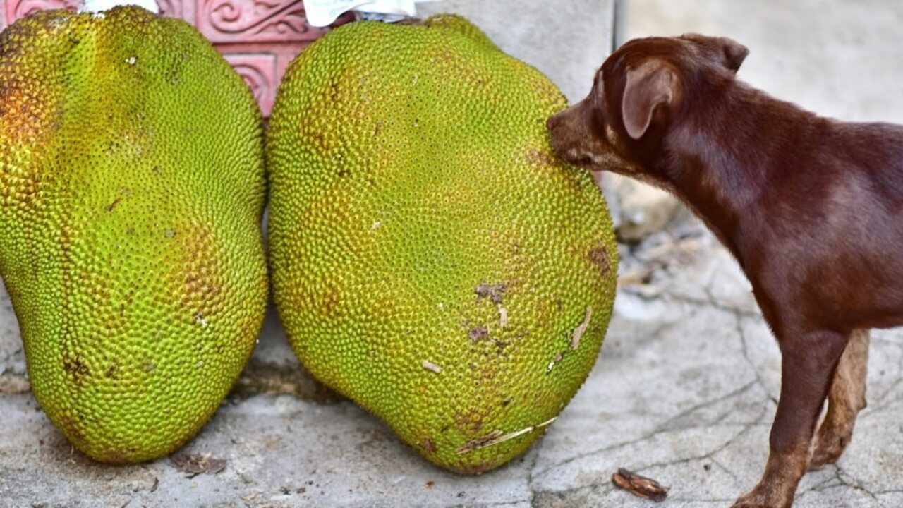 Is Jackfruit Safe For Dogs To Eat