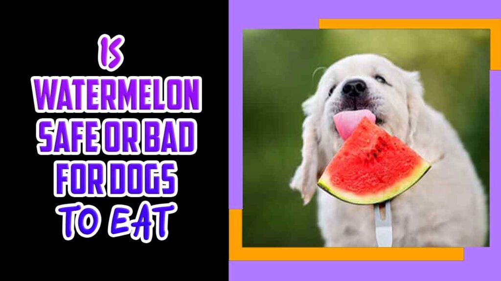 Is Watermelon Safe Or Bad For Dogs To Eat Amazing Tips