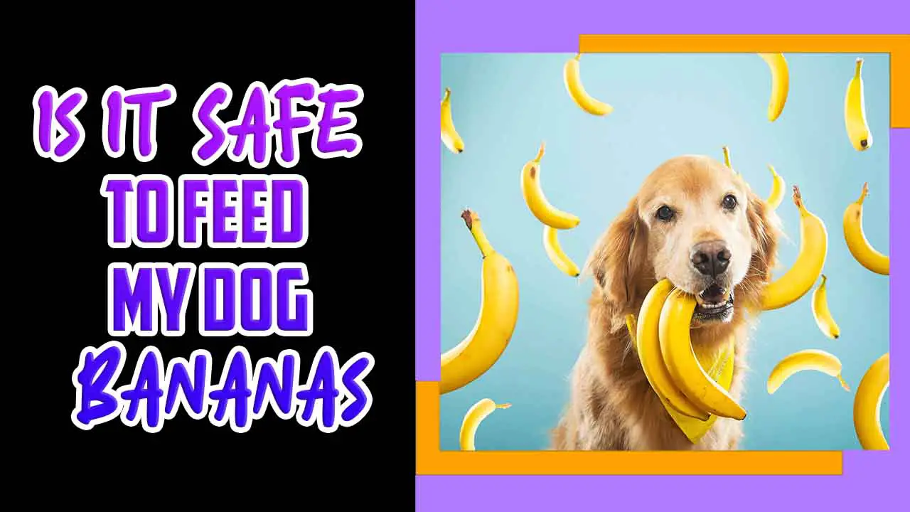 Is It Safe To Feed My Dog Bananas