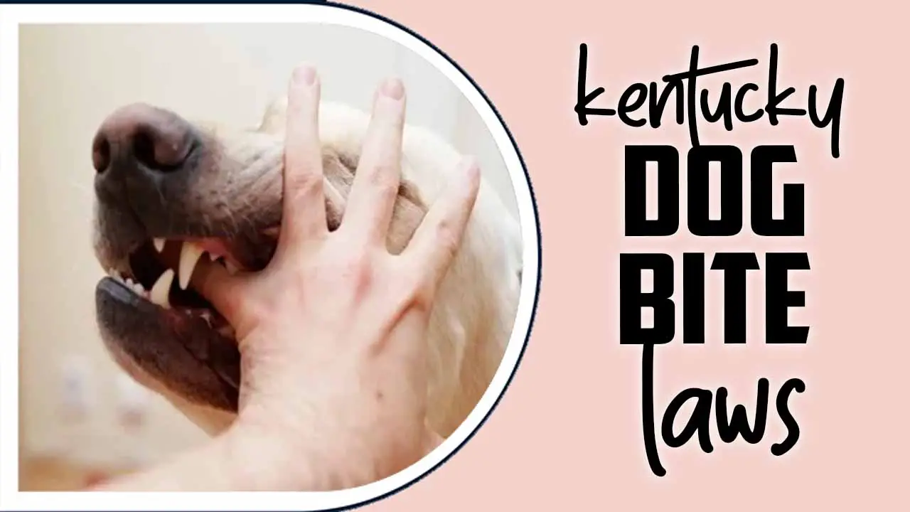 Kentucky Dog Bite Laws