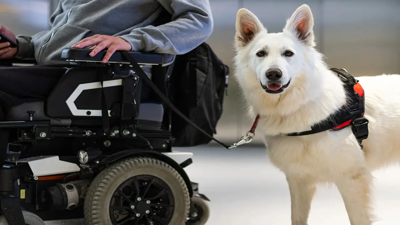 Key Differences Between Emotional Support And Service Animals