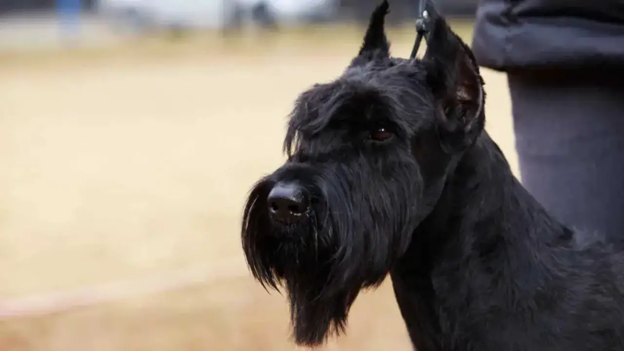 Maintaining The Health Of Your Giant Schnauzer Through Grooming