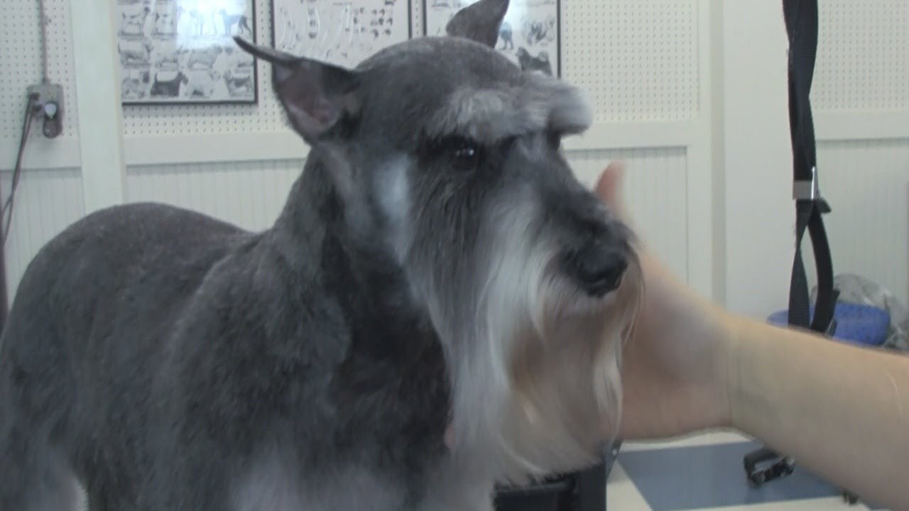 Master The Schnauzer Facial Haircut