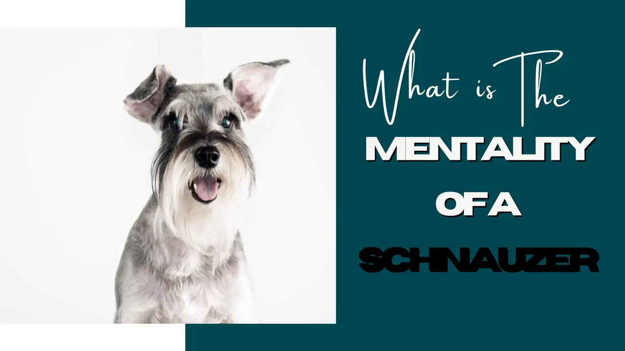 What Is The Mentality Of A Schnauzer