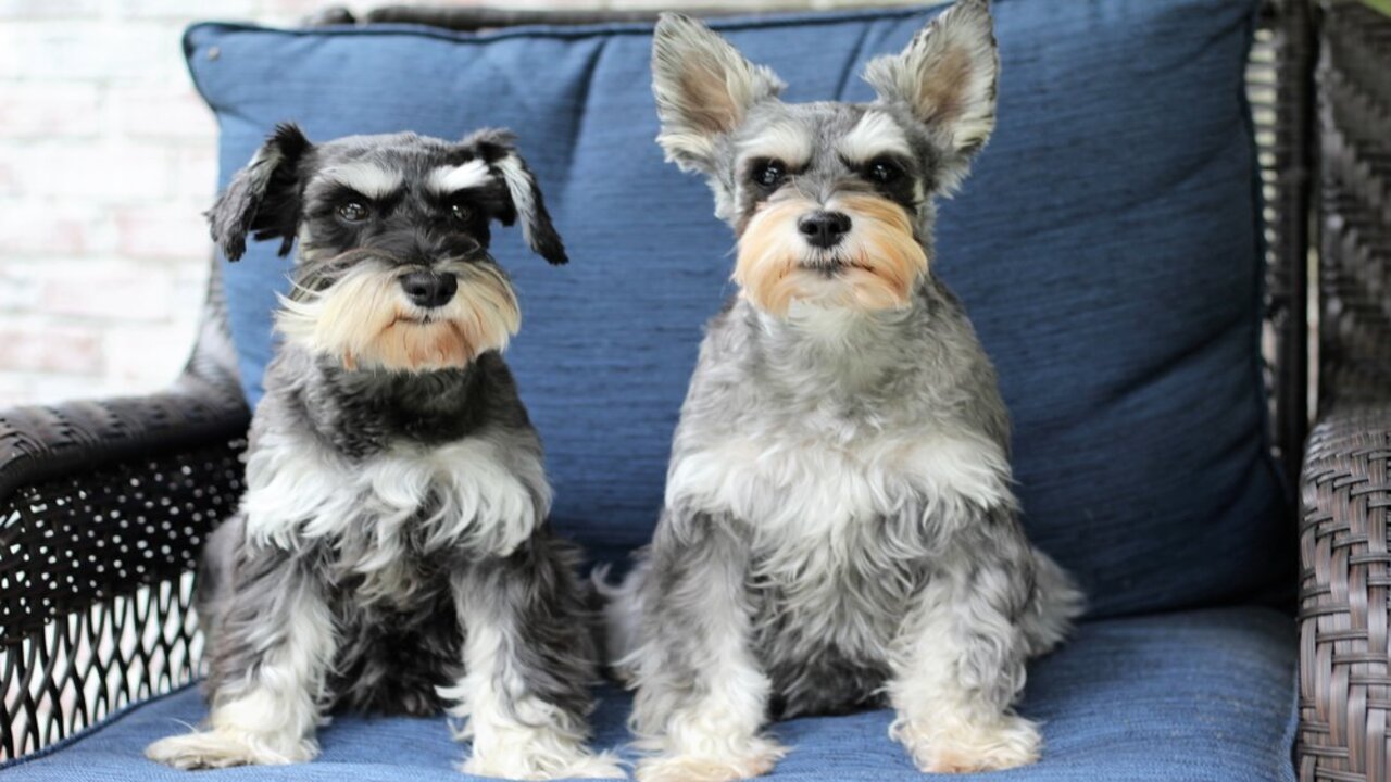 Miniature Schnauzers Ga