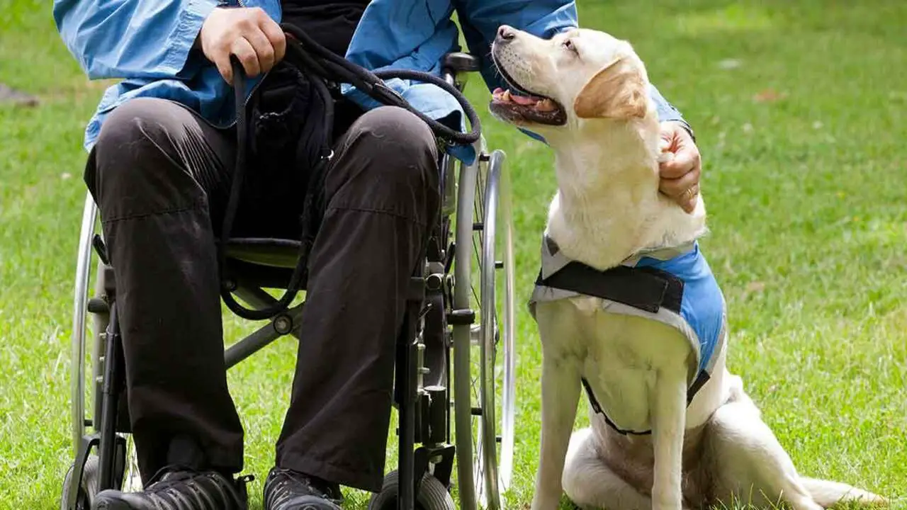 Mobility Assistance Dogs For Those With Physical Disabilities