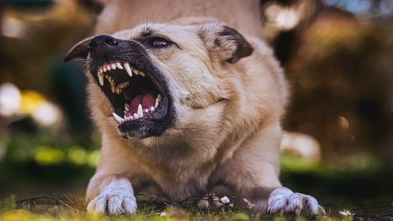 Navigating The Legal Landscape: Colorado Dog Bite Laws Liability Framework