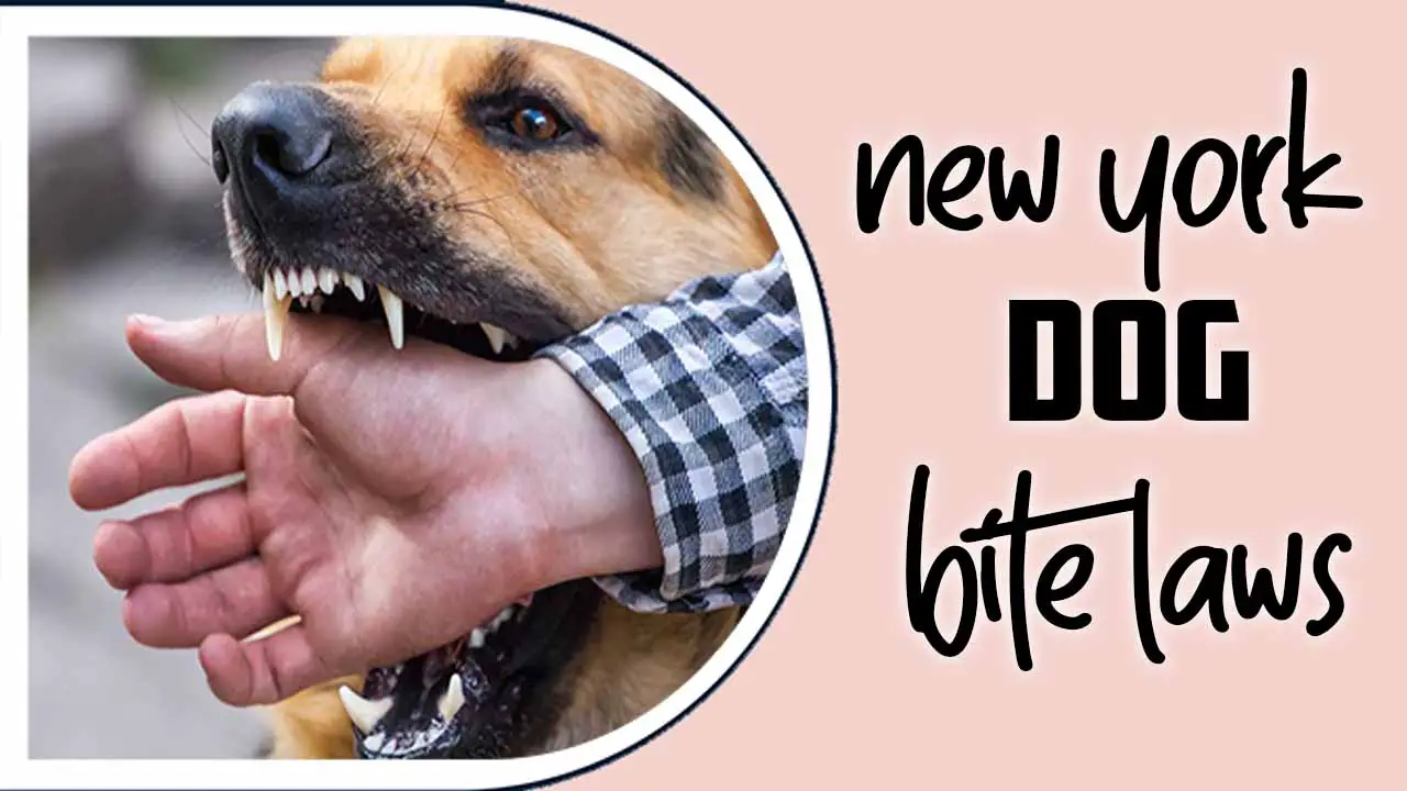 New York Dog Bite Laws