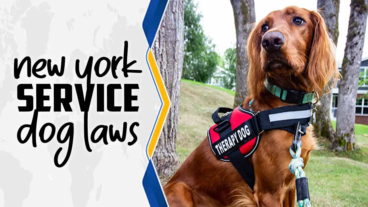 New York Service Dog Laws
