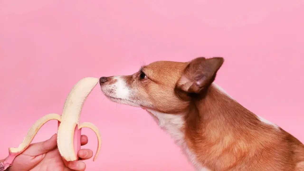 Nutritional Benefits Of Feeding Bananas To Dogs