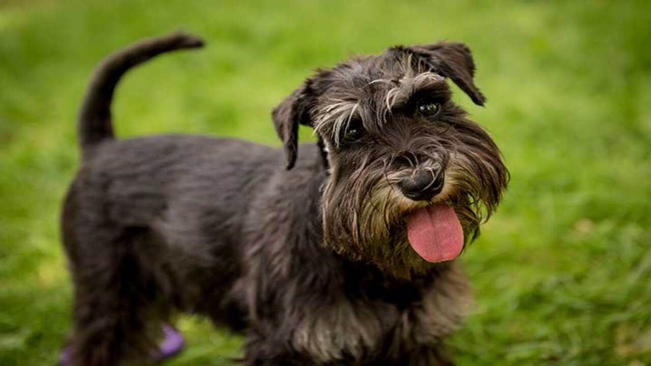 Personality Traits Of Schnauzers