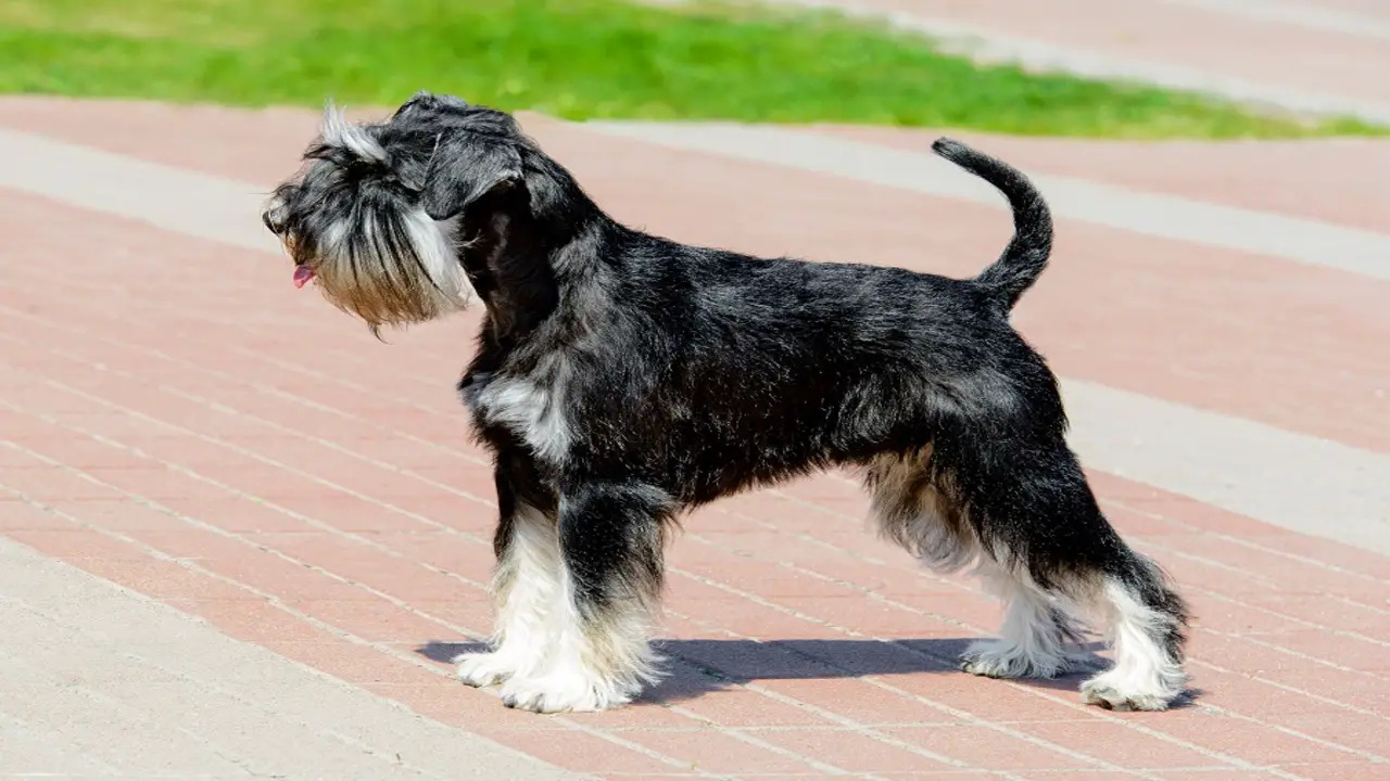 Popular Long Hair Styles For Miniature Schnauzers