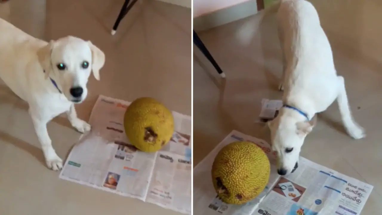 Preparing And Serving Jackfruit For Dogs