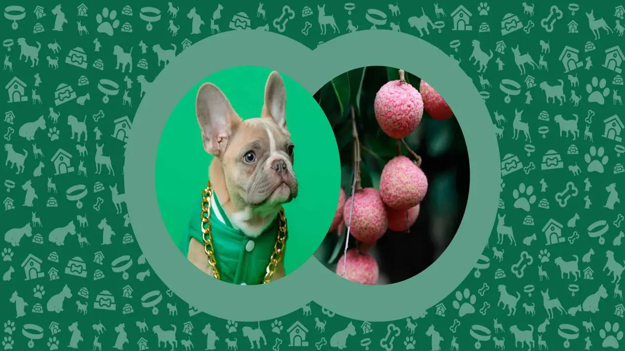 Preparing And Serving Lychee Fruit For Dogs