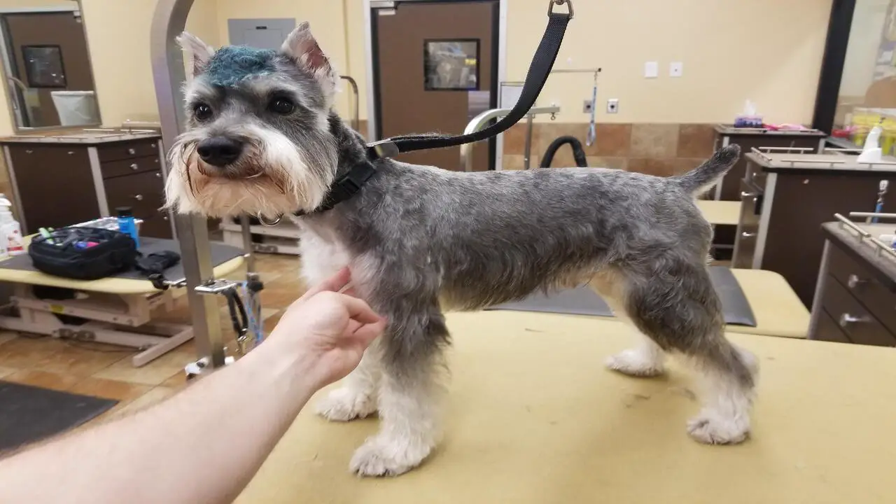 Preparing Your Schnauzer For The Skirt Cut