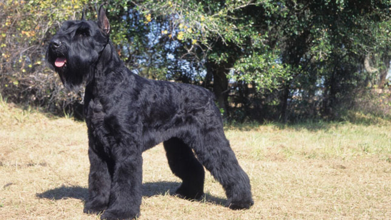 Proper Care And Grooming For Giant Schnauzers