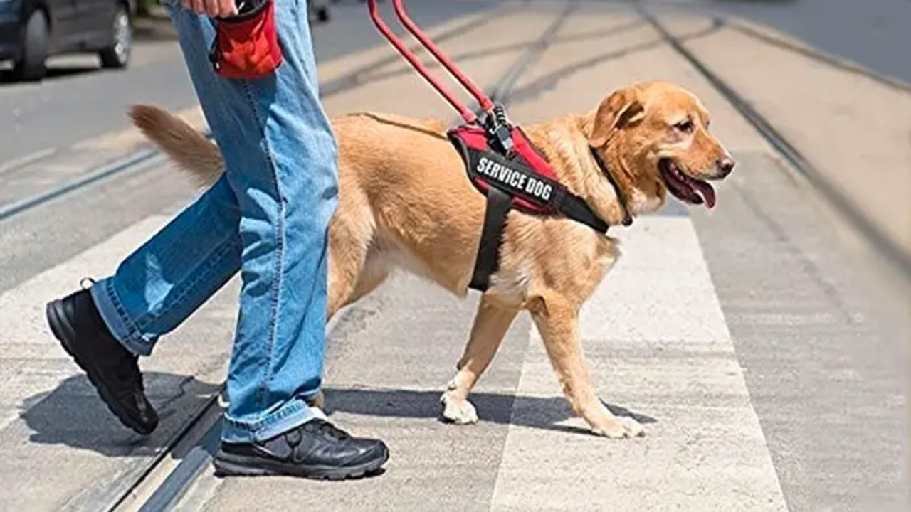 Proper Way To Engage With Service Dogs