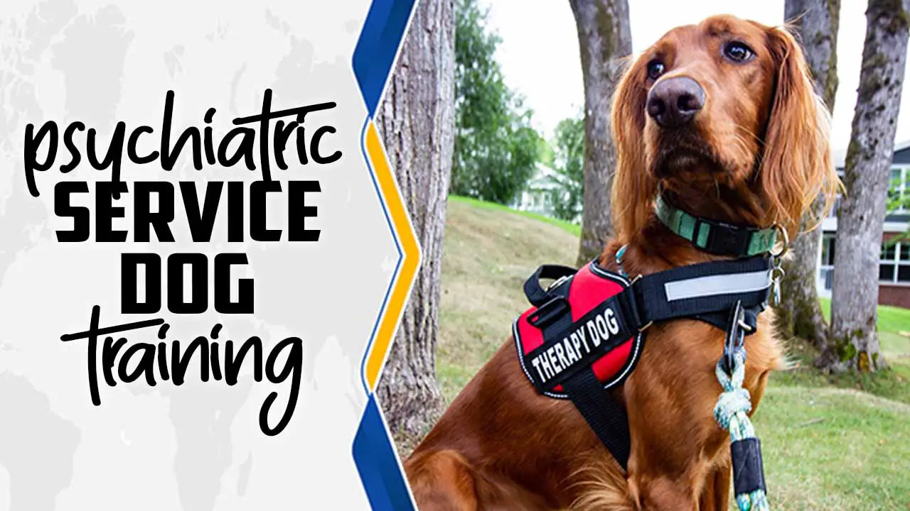 Psychiatric Service Dog Training