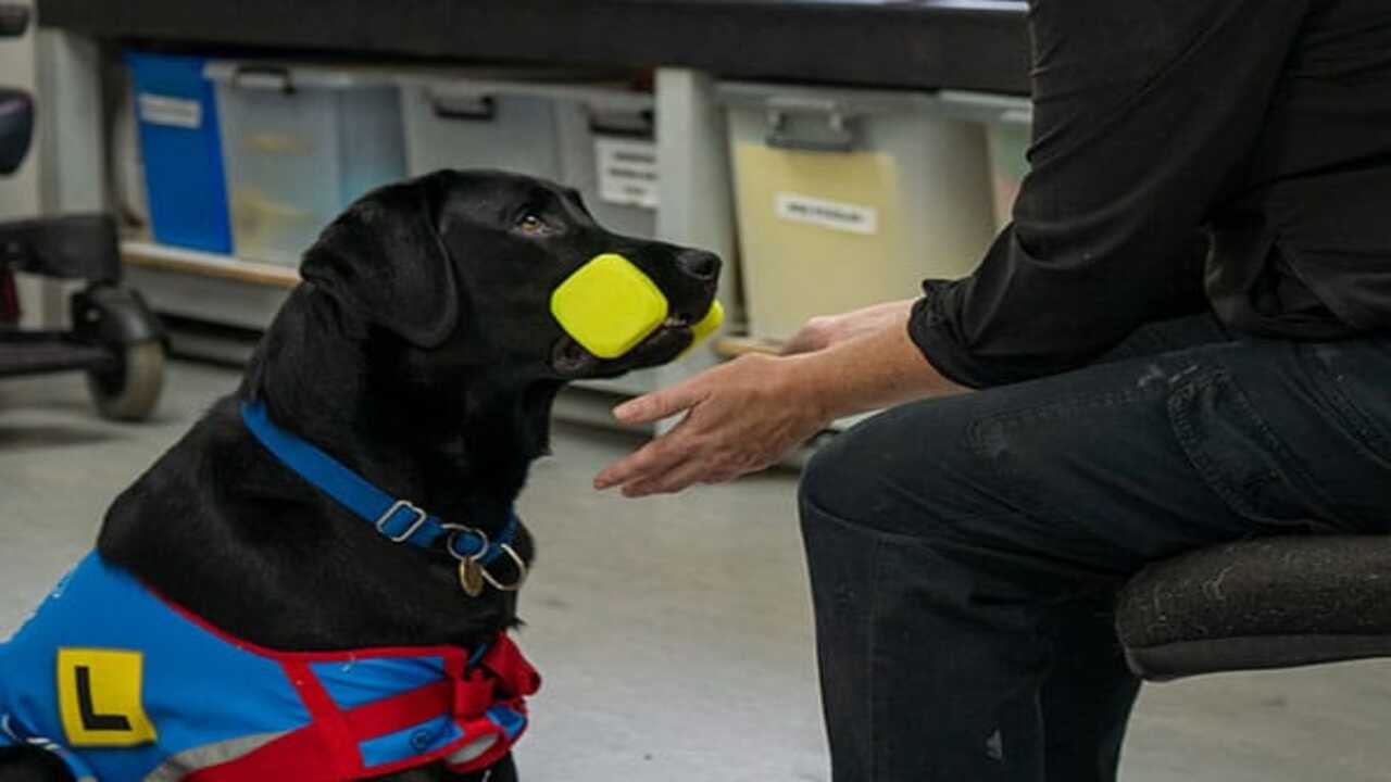 Public Access Rights For Service Dogs