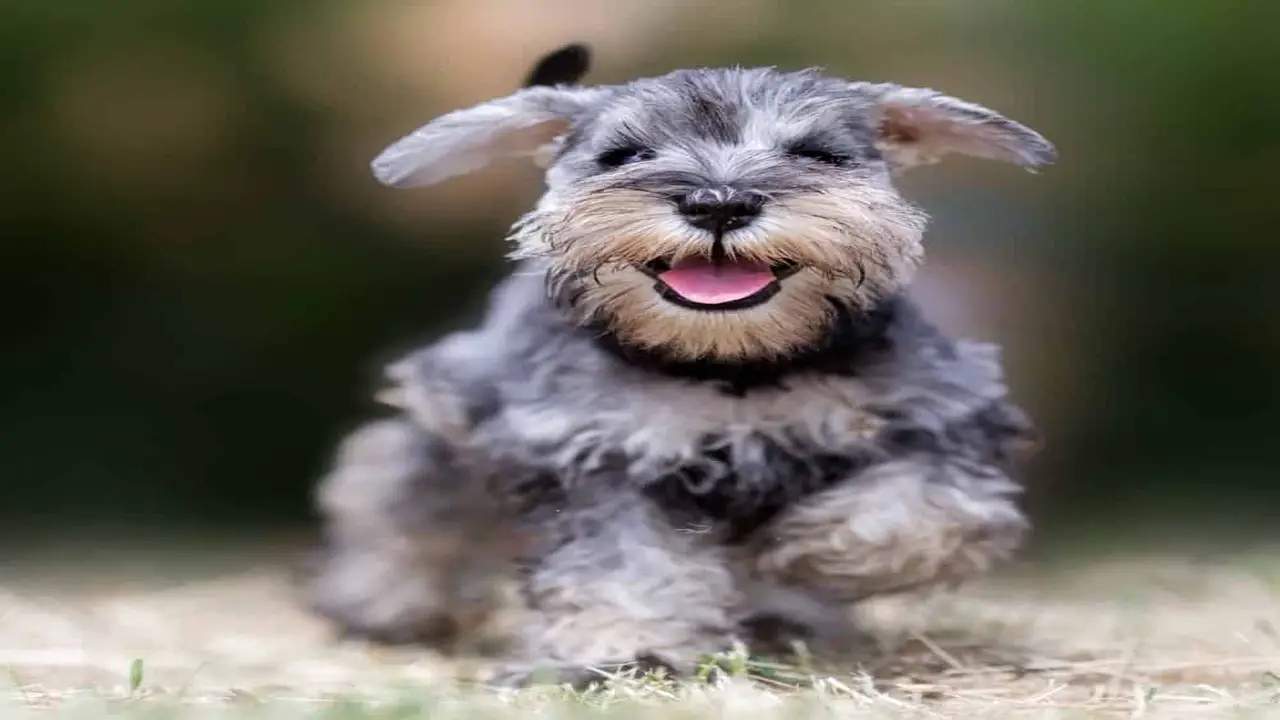 Reasons Why Schnauzers May Have An Attitude
