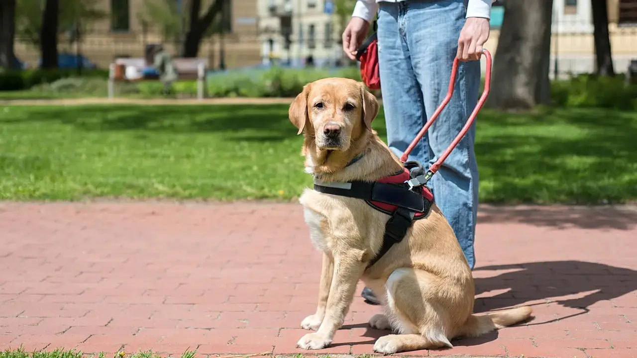 Recognizing A Legitimate Service Dog - Training And Behaviors