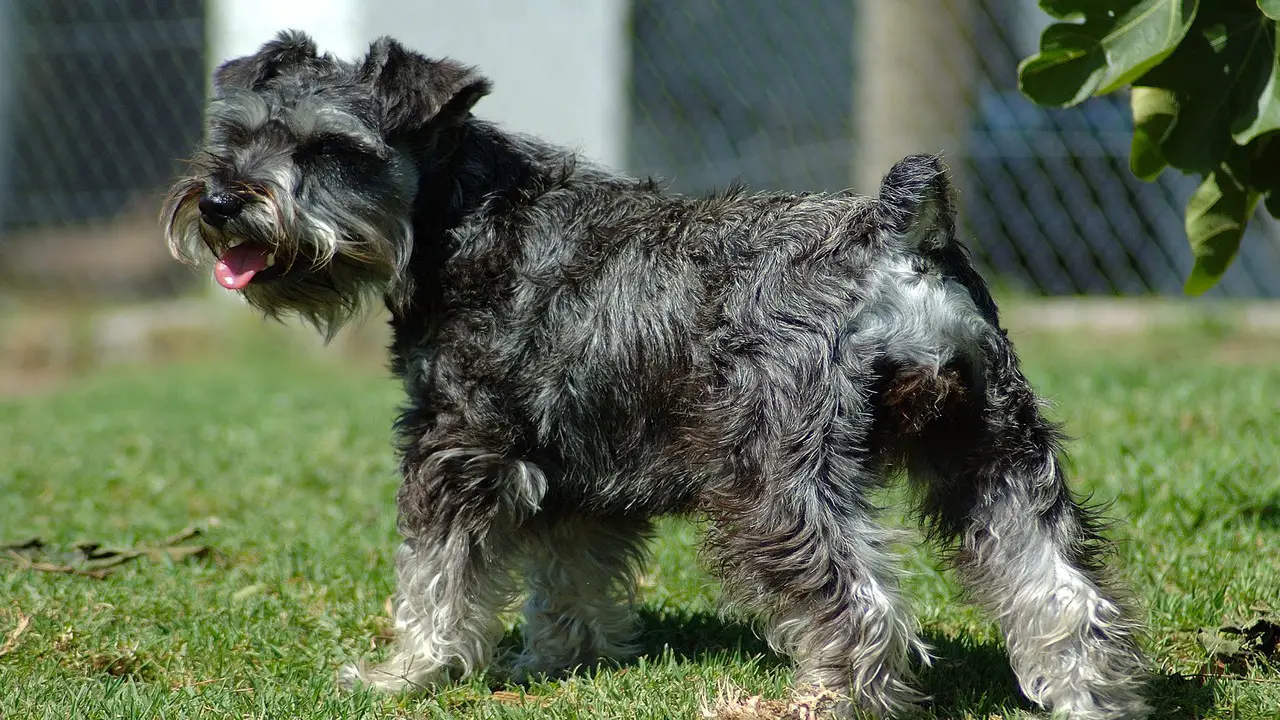 Recognizing And Managing Common Elderly Dog Issues In Schnauzers