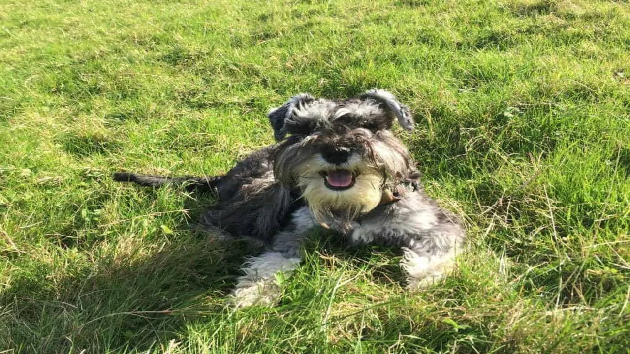 Recognizing The Schnauzer's Intelligence