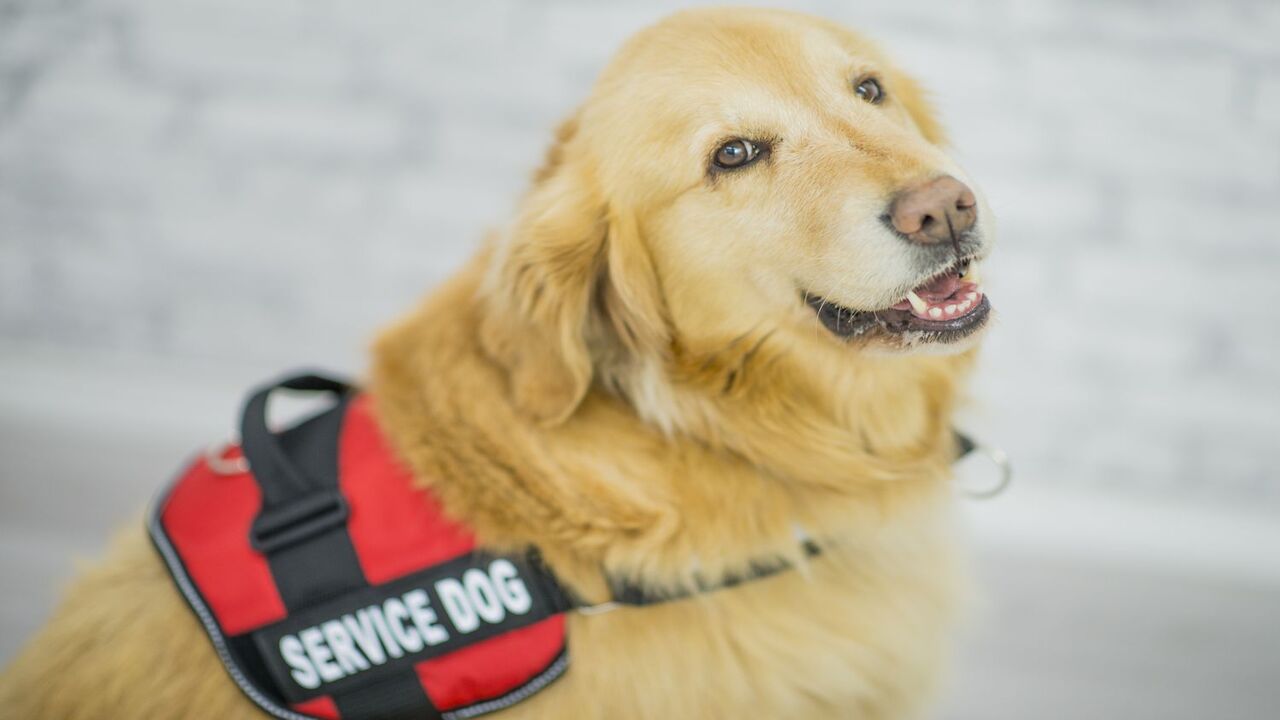 Role And Importance Of Psychiatric Service Dogs