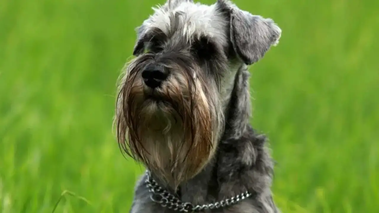 Role Of Breed Traits Why Do Schnauzers Talk So Much