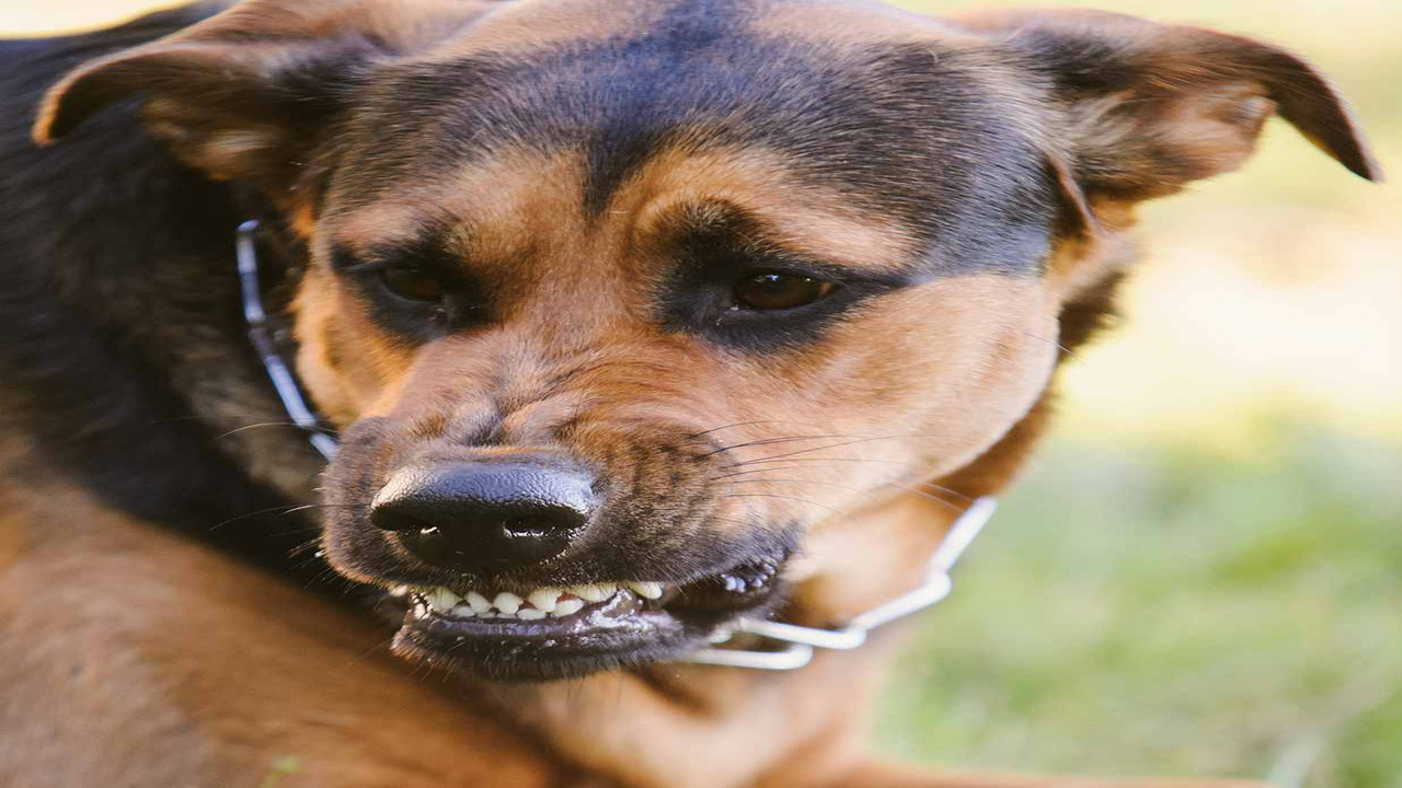 Role Of Negligence In Dog Bite Cases