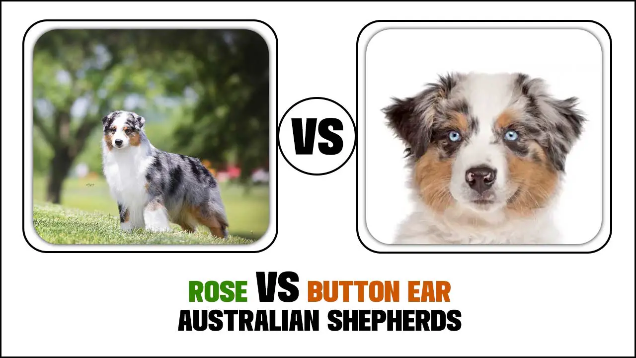 Rose Vs Button Ear Australian Shepherds