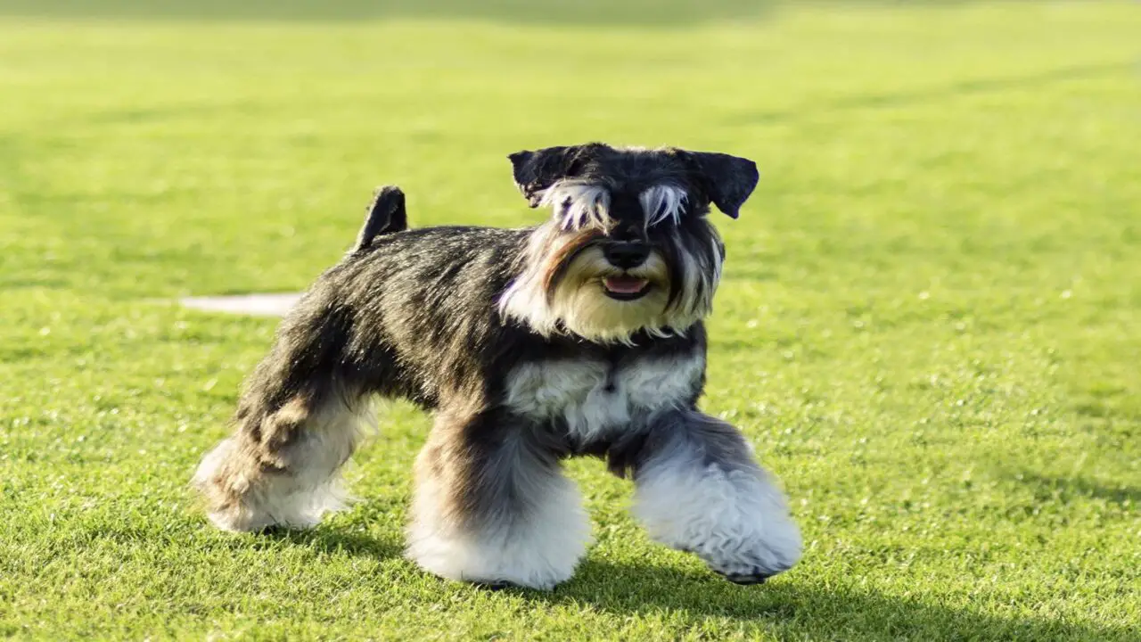 Schnauzers Are Independent And Resourceful Dogs