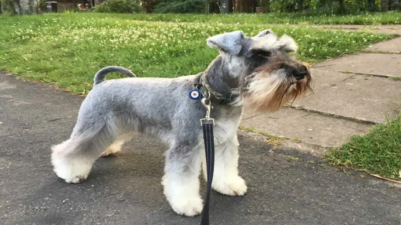 Schnauzers Are Loyal And Protective Of Their Owners
