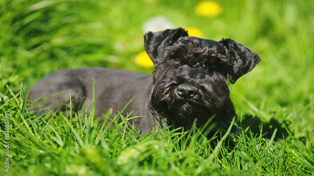 Schnauzers Can See In Low-Light Conditions