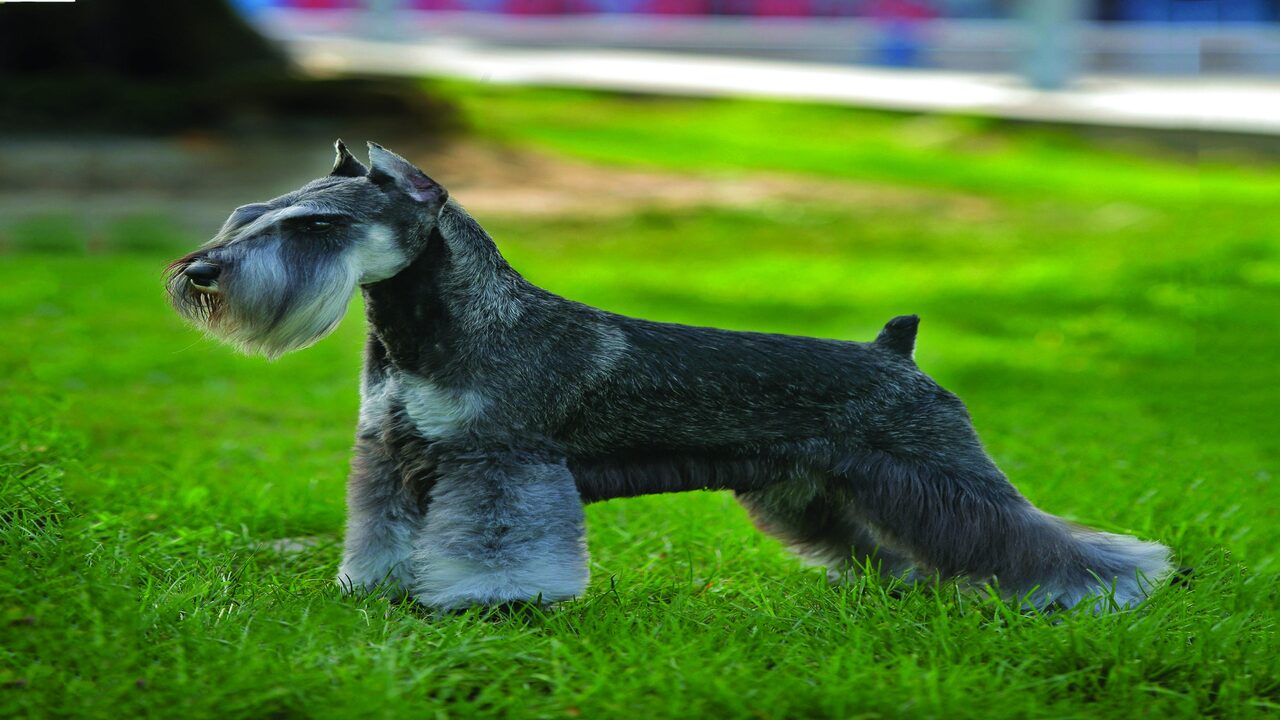 Schnauzers' Compatibility With Different Lifestyles And Living Situations