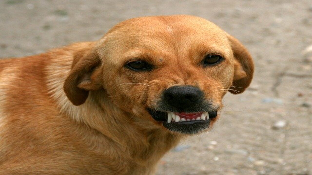 Seeking Attention Or Wanting Something From The Owner