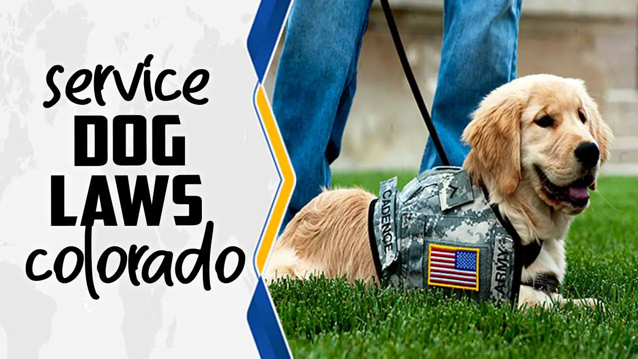 Service Dog Laws Colorado